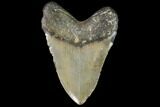 Fossil Megalodon Tooth - North Carolina #92437-2